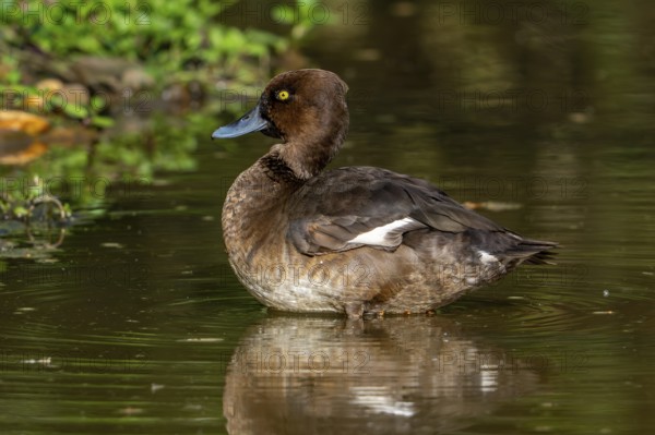 Tufted duck, tufted pochard (Aythya fuligula, Anas fuligula) adult female resting in shallow water in pond in spring