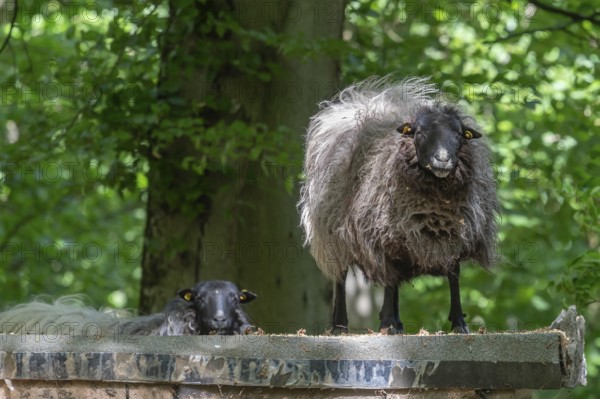 Wildpark, Bavaria, Germany, Europe
