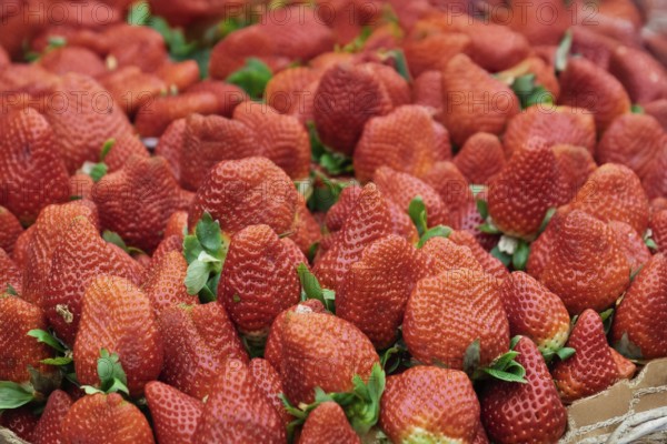 Selling strawberries at a market in Essaouira, Morocco, Africa