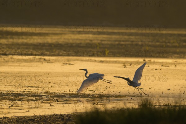 Great White Egret (Ardea alba), flying, morning mood, backlight, Lower Austria