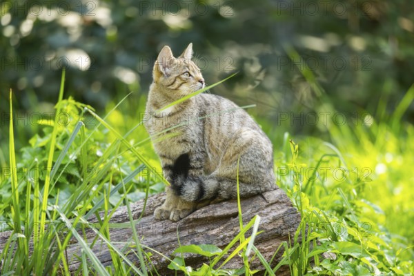 European wildcat (Felis silvestris silvestris) on an old tree trunk, Hesse, Germany, Europe
