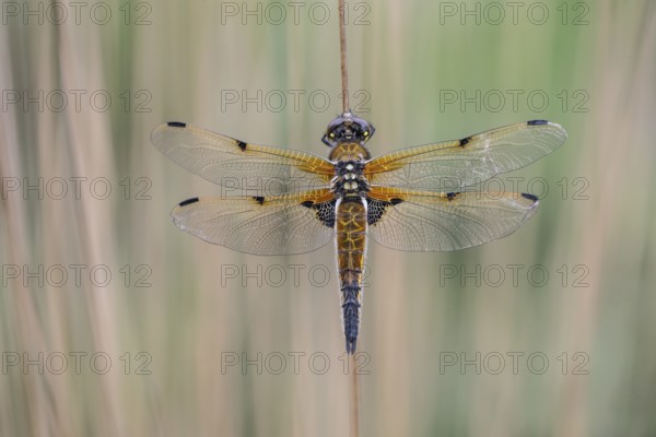 Four-spotted dragonfly (Libellula quadrimaculata), Emsland, Lower Saxony, Germany, Europe