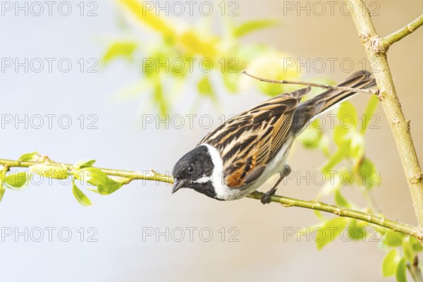 Reed bunting (Emberiza schoeniclus) ml Germany