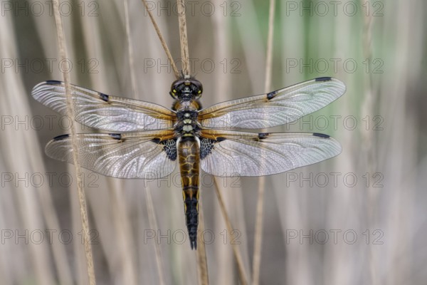 Four-spotted dragonfly (Libellula quadrimaculata), Emsland, Lower Saxony, Germany, Europe