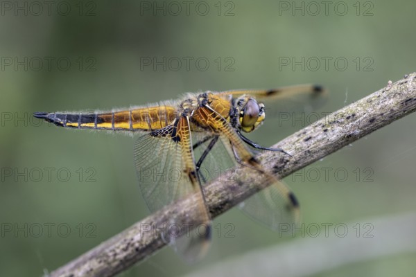 Four-spotted dragonfly (Libellula quadrimaculata), Province of Drenthe, Netherlands