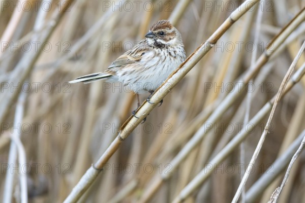 Reed bunting (Emberiza schoeniclus) wbl Germany