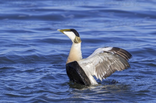 Common eider duck (Somateria mollissima) male, drake in breeding plumage flapping wings along the North Sea coast in spring