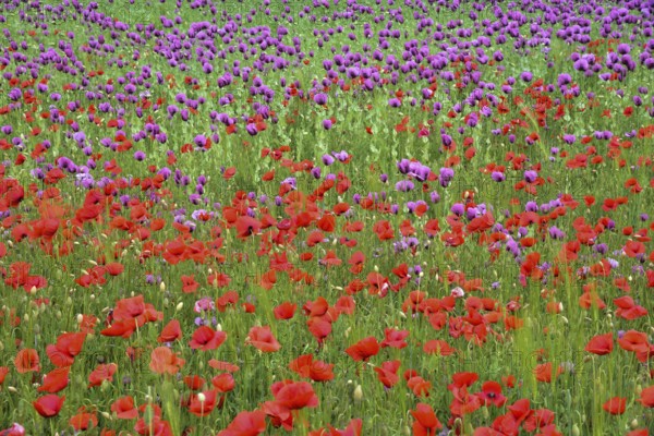 Field with poppies, red poppy (Papaver somniferum) and pink poppy, Bavaria, Germany, Europe