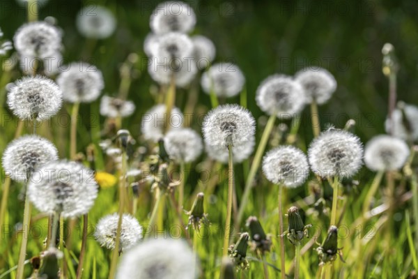 Meadow with dandelion, dandelion, in full fruit ripeness, Taraxacum, spring, landscape in Sauerland, North Rhine-Westphalia, Germany, Europe