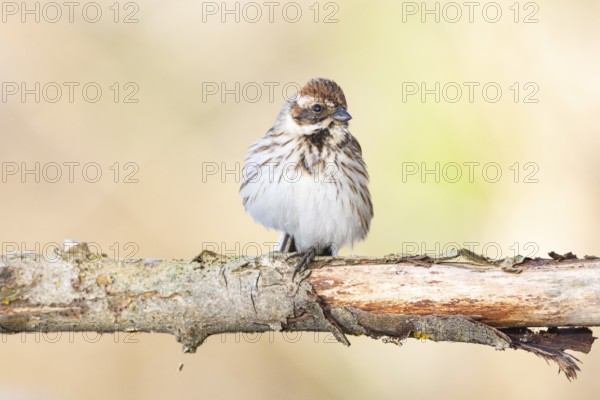 Reed bunting (Emberiza schoeniclus) wbl Germany