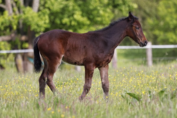 Young horse, foal (Equus ferus caballus) domestic horse, young large horse in a meadow, Schleswig-Holstein, Germany, Europe