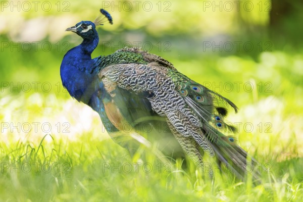 Indian peafowl (Pavo cristatus) on a meadow, Hesse, Germany, Europe