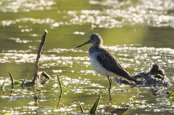 Greenshank (Tringa nebularia), water, backlight, Lower Austria