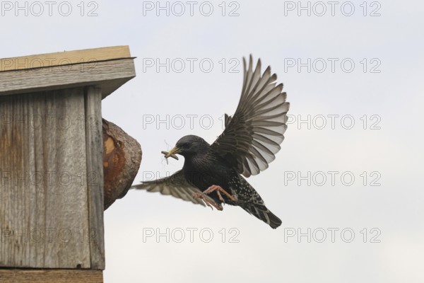 Starling (Sturnus vulgaris) flies to the nesting box in the garden with food, Allgäu, Bavaria, Germany, Allgäu, Bavaria, Germany, Europe
