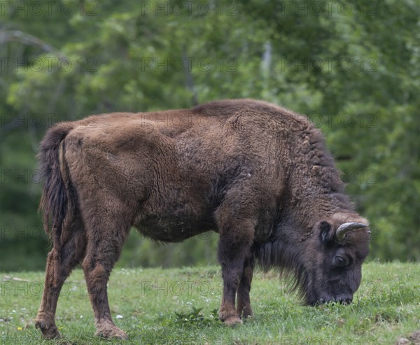 Bison (Bison) grazing, wildlife park, Bavaria, Germany, Europe