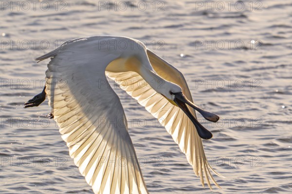 Eurasian spoonbill, common spoonbill (Platalea leucorodia) adult in breeding plumage taking off from lake at sunset in spring