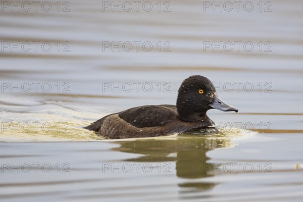 Tufted Duck (Aythya fuligula) wbl Germany