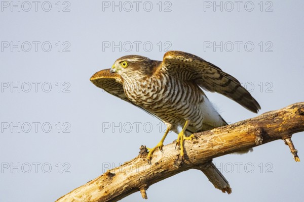 Sparrowhawk (Accipiter nisus) Germany