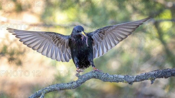 Starling (Sturnus vulgaris), also known as Common starling, flying, approaching, with food for the young birds, worm as food for the young, foraging, breeding, Middle Elbe River Landscape, Middle Elbe Biosphere Reserve, Saxony-Anhalt, Germany, Europe