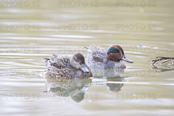 Teal (Anas crecca) Pair Germany