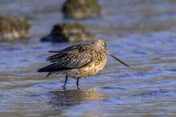 Bar-tailed godwit (Limosa lapponica) male in breeding plumage resting in shallow water on beach along the North Sea coast in spring