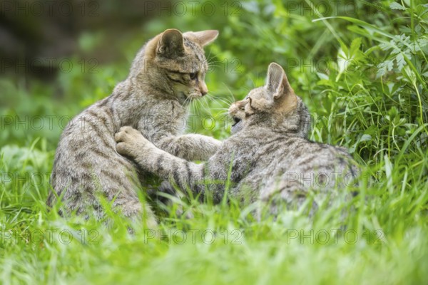 European wildcat (Felis silvestris silvestris) on a meadow, Hesse, Germany, Europe