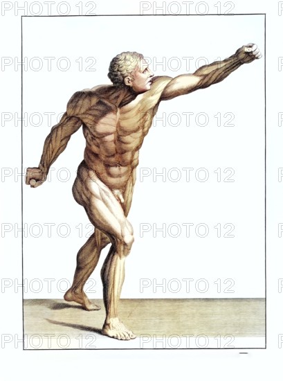 Anatomy, symbolic, man, front view of the gladiator in the Villa Borghese, Rome, Italy, anatomical view, a man in a dynamic pose expressing power and movement, Europe