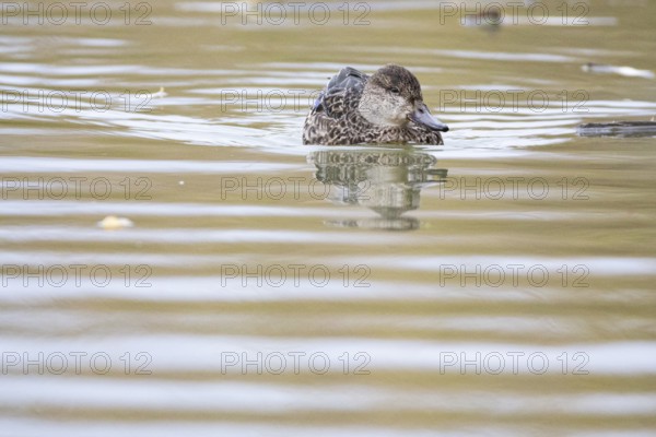 Teal (Anas crecca) wbl Germany
