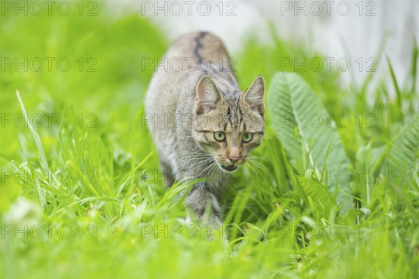 European wildcat (Felis silvestris silvestris) on a meadow, Hesse, Germany, Europe