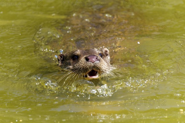 An otter swims towards the viewer with its mouth open in the water, European otter (Lutra lutra) Germany