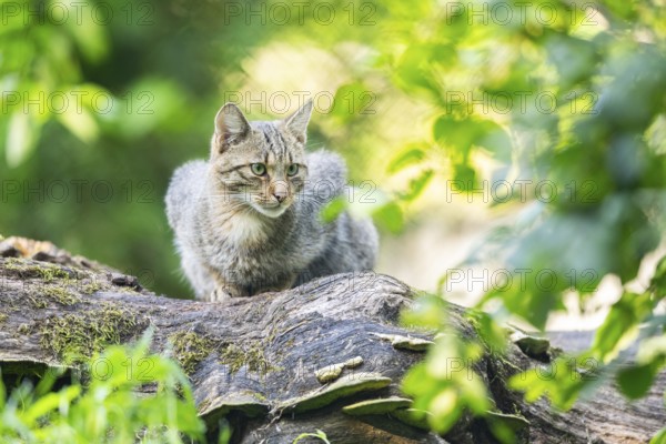European wildcat (Felis silvestris silvestris) on an old tree trunk, Hesse, Germany, Europe