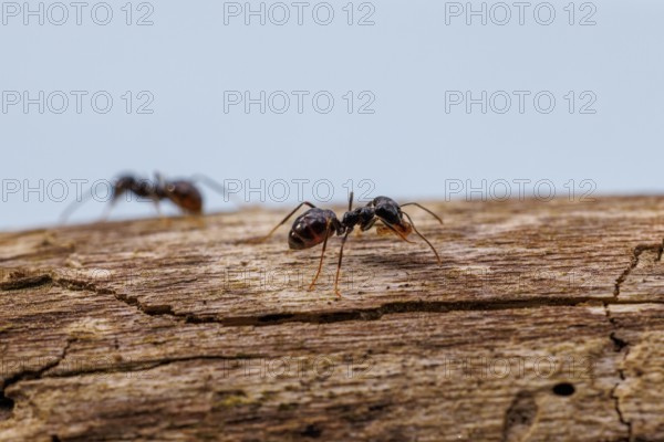 Black garden ants (Lasius niger), Germany, Europe