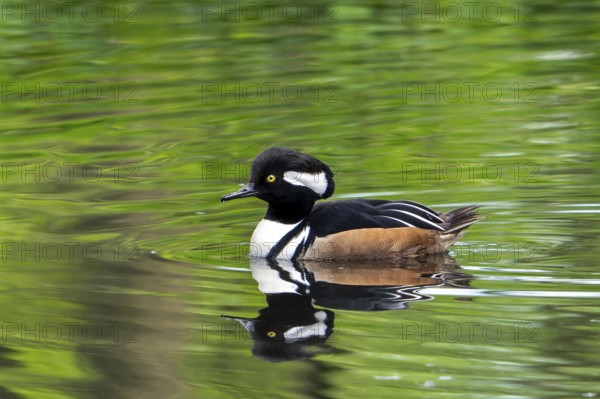 Hooded merganser (Lophodytes cucullatus) adult male in breeding plumage swimming in lake in spring, native to the United States and Southern Canada