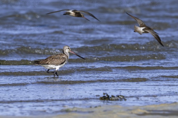 Bar-tailed godwits (Limosa lapponica) foraging in shallow water on beach along the North Sea coast in spring