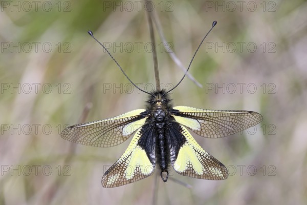 Butterfly shark, Libelloides coccajus, Cevennes National Park, France, Europe