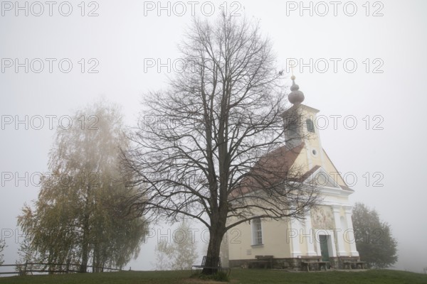 Karger tree, autumn atmosphere with fog, Theresienkapelle, Mass chapel Maria vom Guten Rat, Sausal, Styria, Austria, Europe