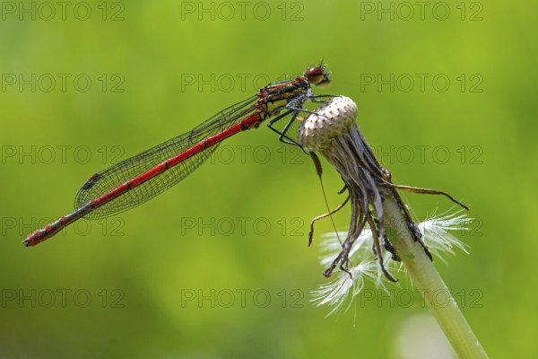 Large red damselfly, Pyrrhosoma nymphula