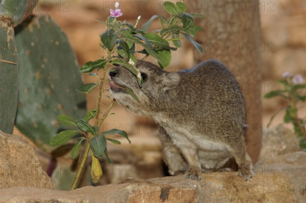 Steppe tree lizard (Dendrohyrax arboreus)