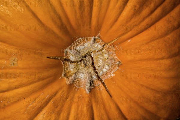 Detail of a pumpkin