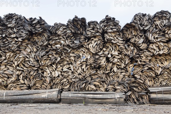 Pile of beech wood, Germany, Europe