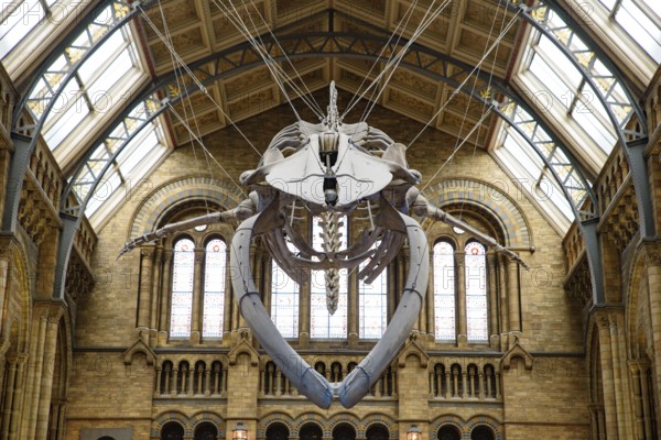 The interior of Natural History Museum with whale skeleton, London, United Kingdom, Europe