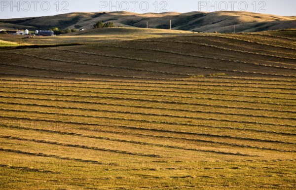 Prairie Scene Saskatchewan summer crop harvest Canada