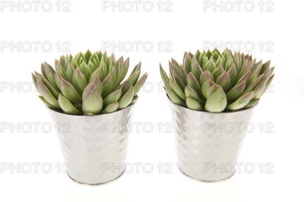 Two succulent plants in metal flower pots isolated over white background