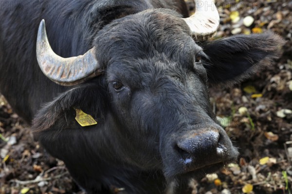 Water buffalo