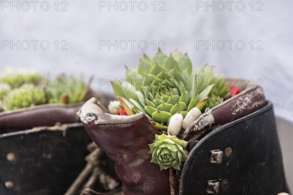 Old hiking boots planted with succulents - close-up creative gift idea