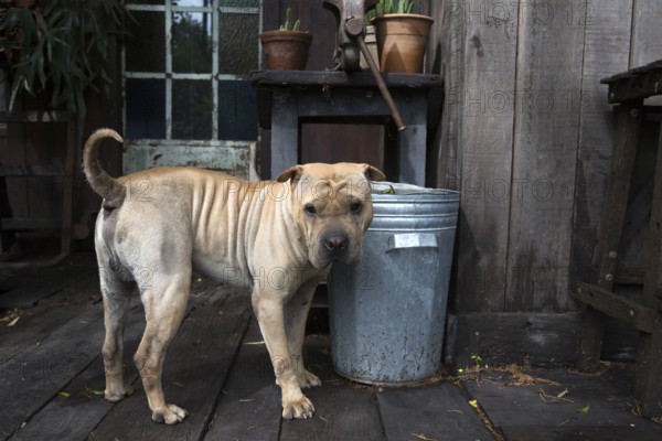 A Shar-Pei in his backyard in Buenos Aires, Argentina 2016