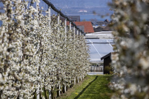 Cherry blossom, rows of flowering cherry trees, fruit growing school and experimental farm, Agroscope, Güttingen, Thurgau, Switzerland, Europe