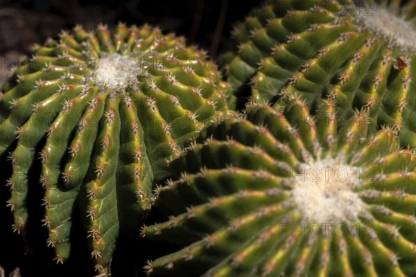 LOS PALMITOS, GRAN CANARIA, SPAIN, MARCH 8 : Cactus growing in Los Palmitos, Gran Canaria, Spain on March 8, 2022