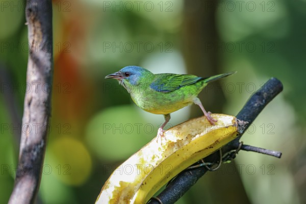 Blue Dacnis on a banana in sunlight against defocused green background, Folha Seca, Brazil, South America
