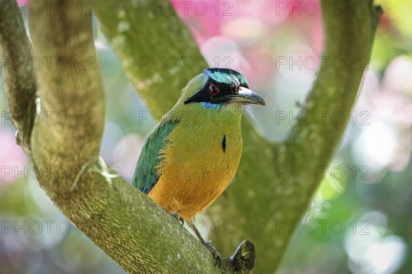Close-up of a Whooping motmot perched on a tree branch, blurred green leaves in background, Colombia, South America